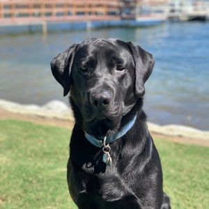 Meet your Posher, Monica